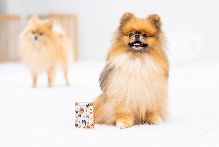 ポメラニアンとポメあわせ